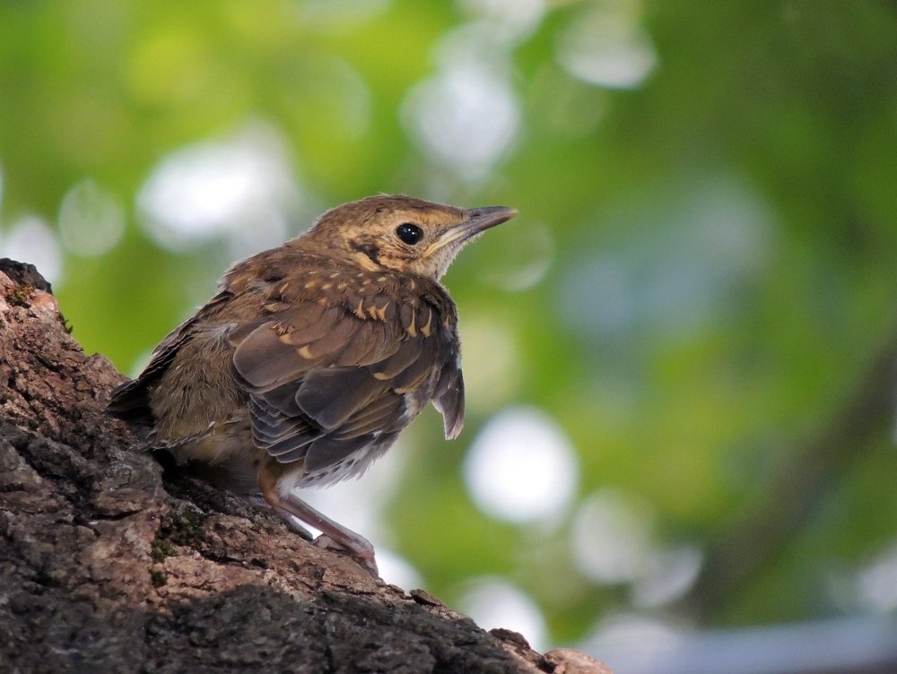 Фотография автора Роман Савоцкий