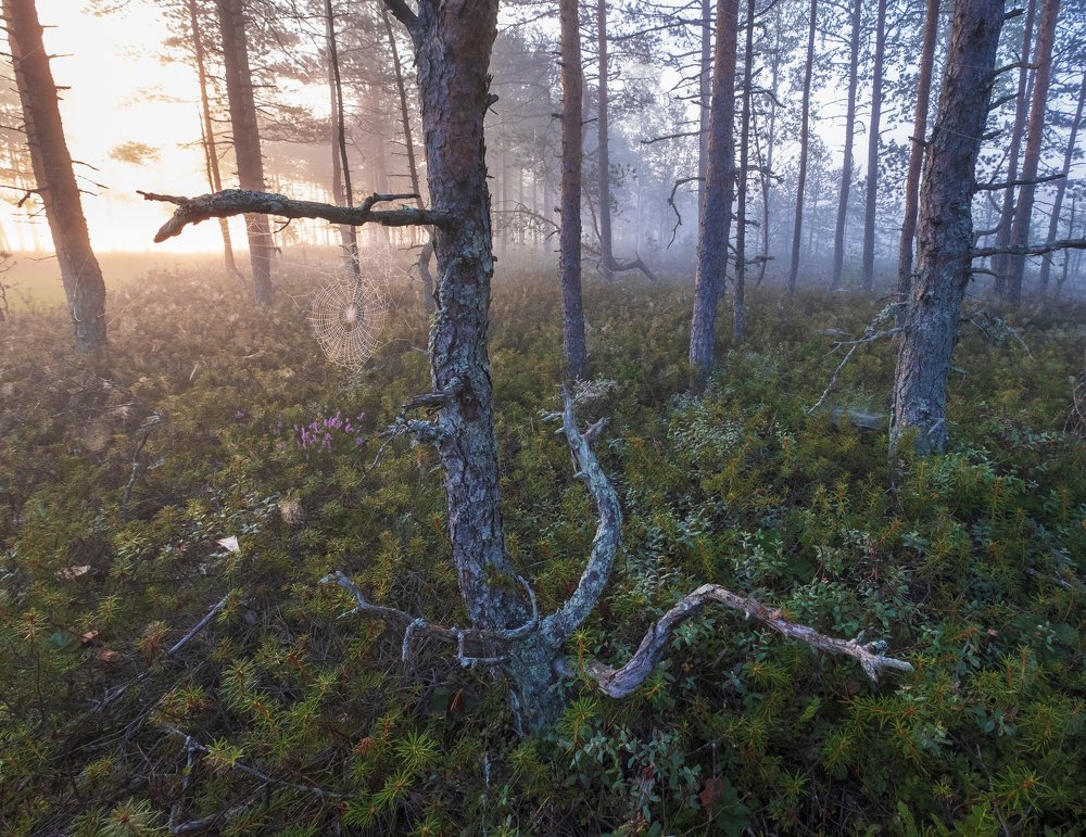 Photograph by Светлана Краюшкина