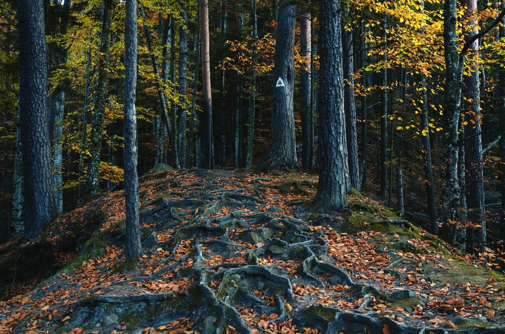 Photograph by Igor Filipenco