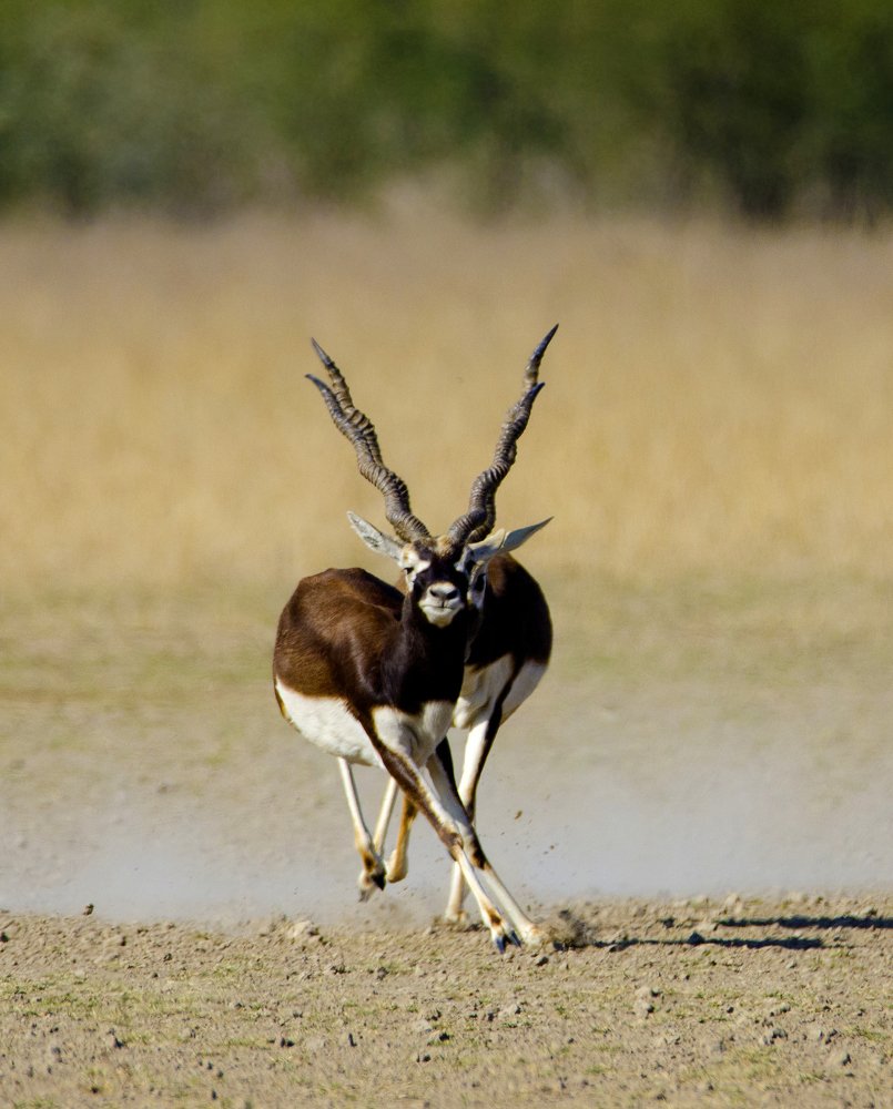 Photograph by Kushal Sharma