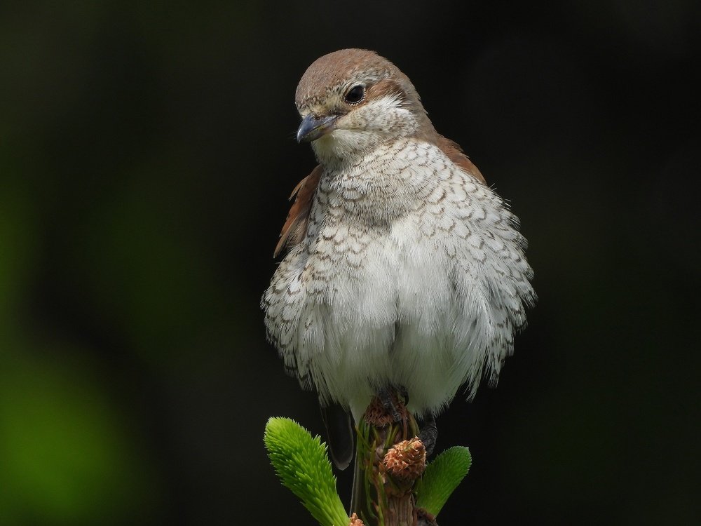 Rusi svračak ženka
