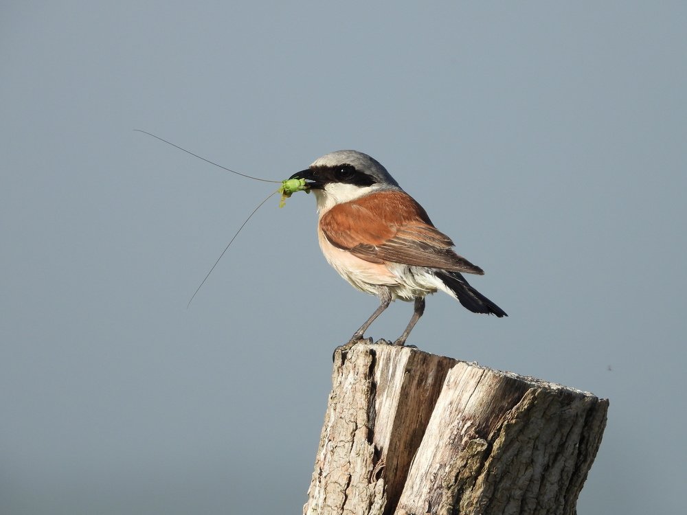 Photograph by Davorin Jurković