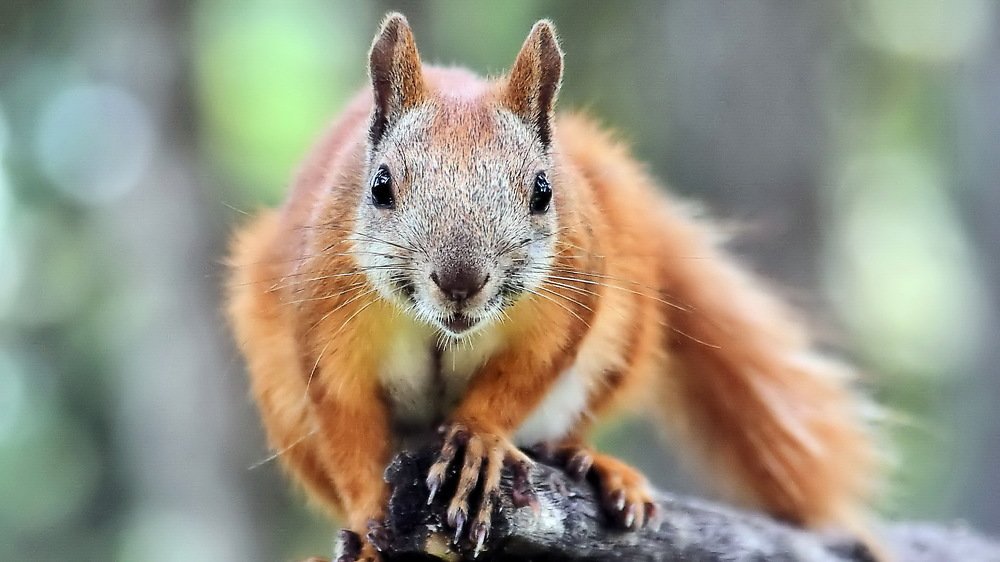 Photograph by Sergey Chebanenko