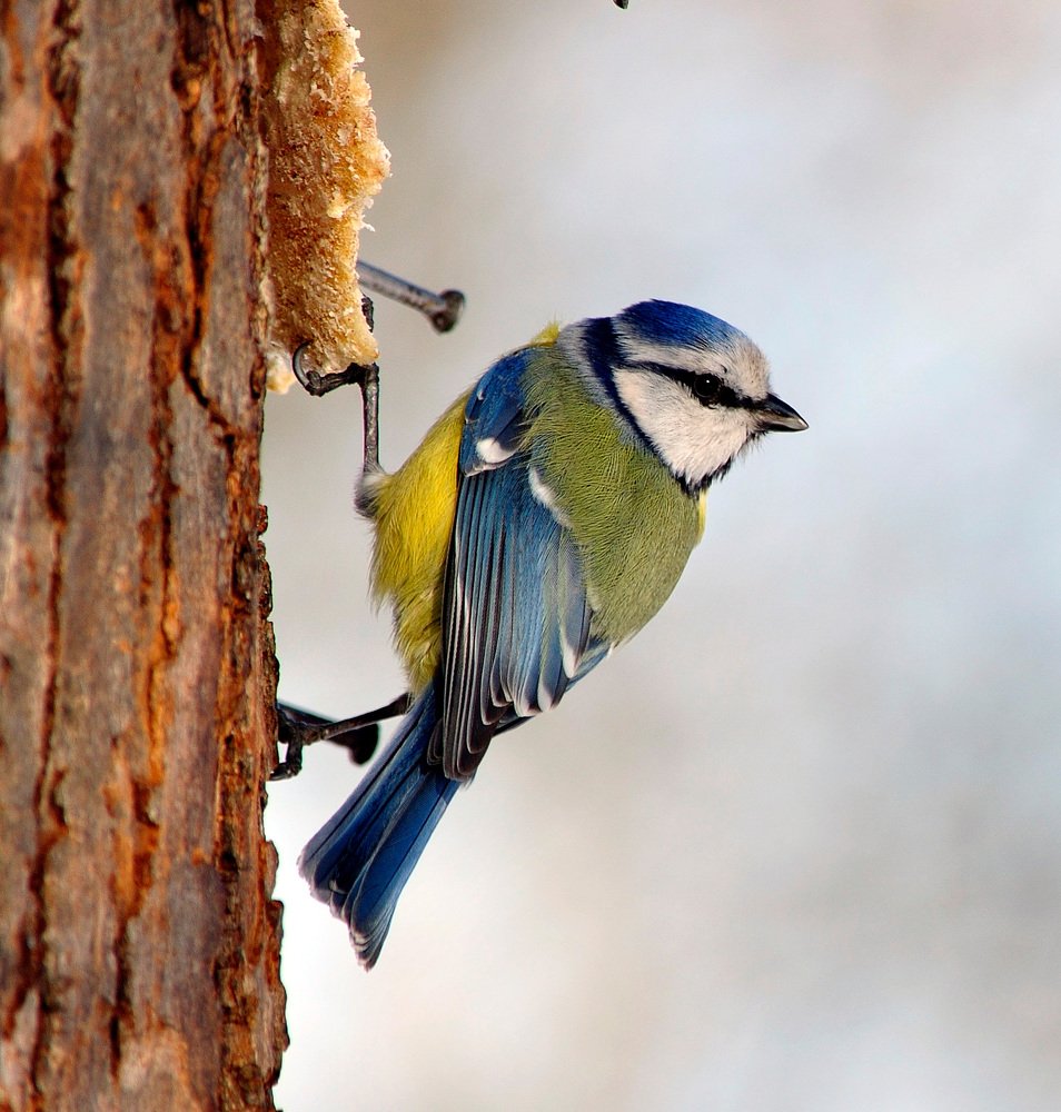 Синица-лазоревка