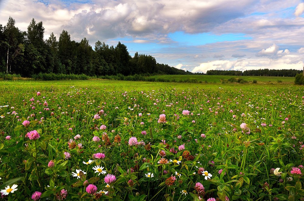 Разнотравье