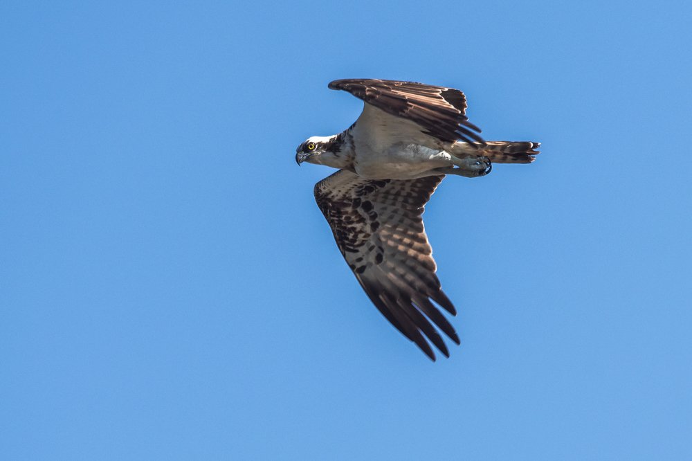 Скопа, её называют - Морской Орёл.