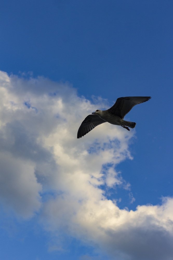 Photograph by Михаил Черкашин