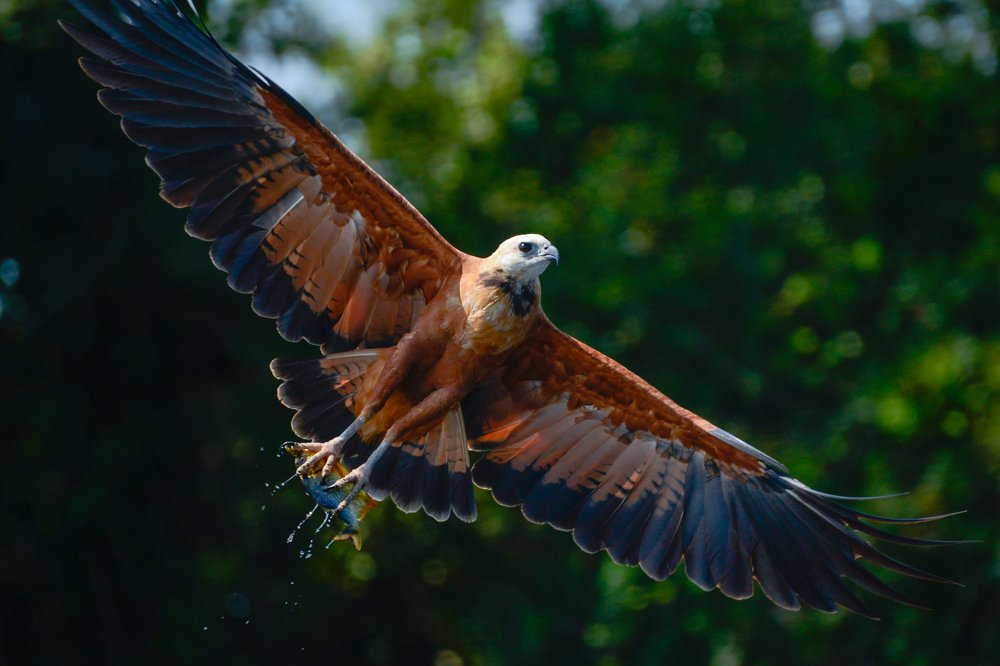 Photograph by Fabiano de Souza Vieira