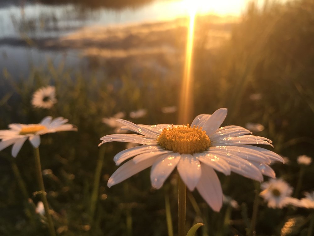 Photograph by Ольга Алейнер