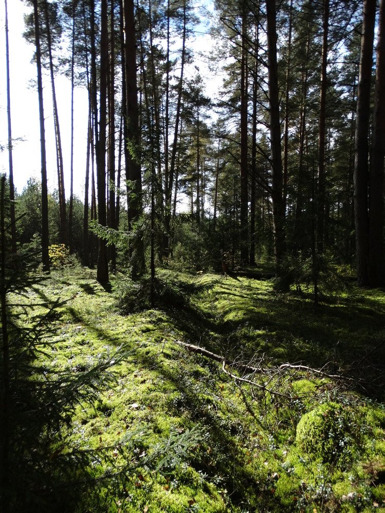 Photograph by Александра Семенихина