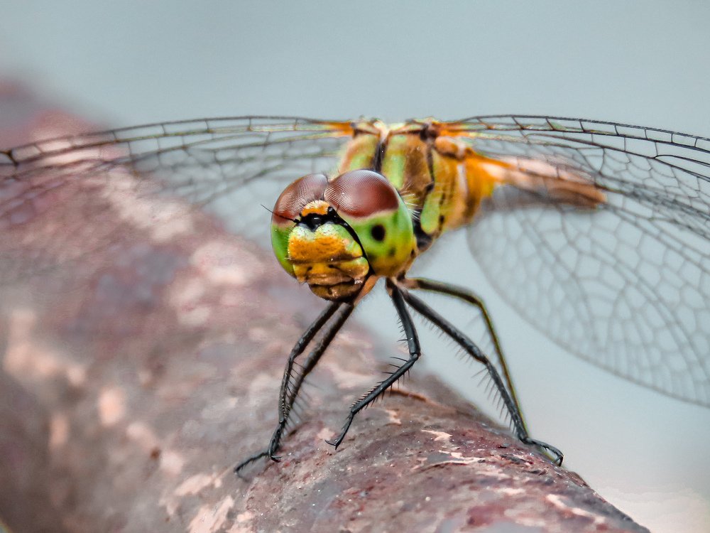 Улыбчивая стрекоза