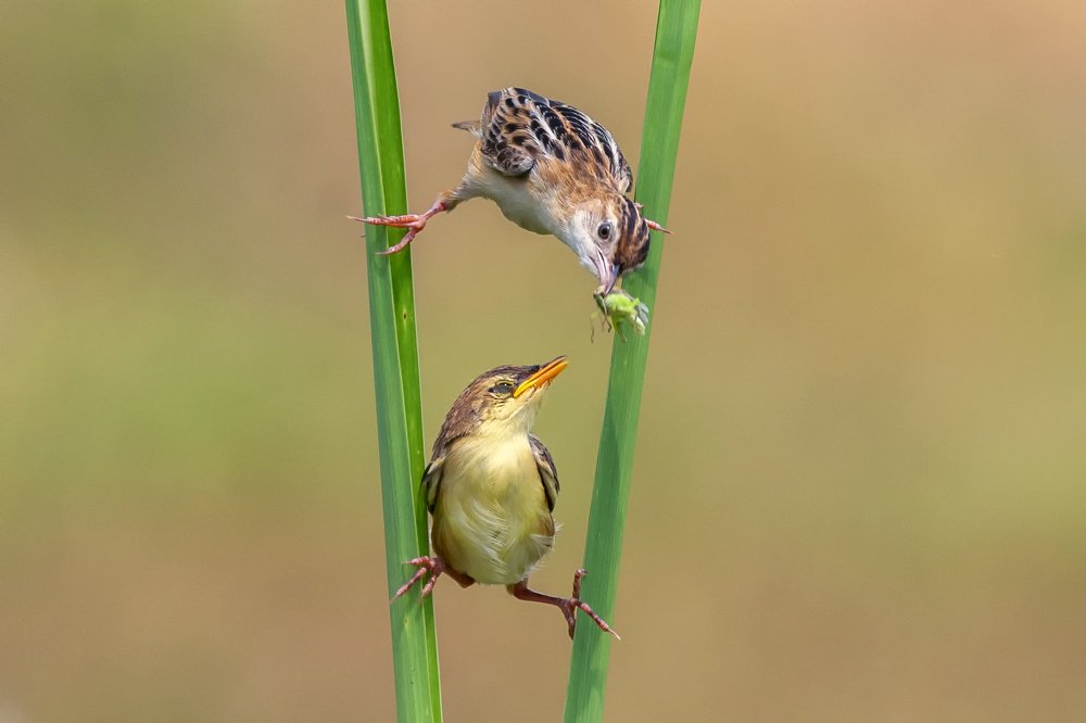 Zitting cisticola