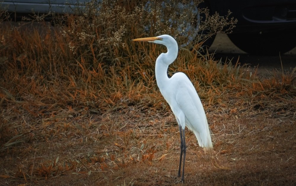 Photograph by Everson Carvalho