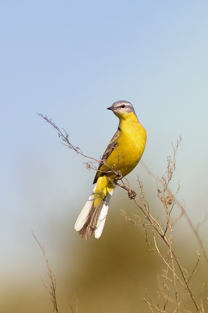 Желтая трясогузка