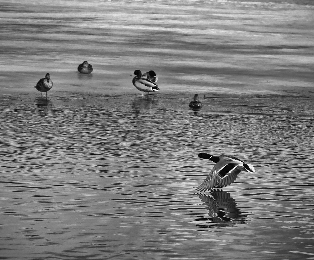 Полёт селезня