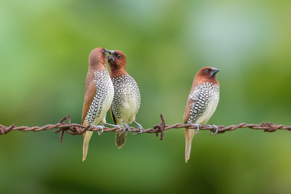 Love and ignorance....