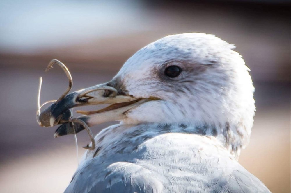 Photograph by Алекс Гейнер