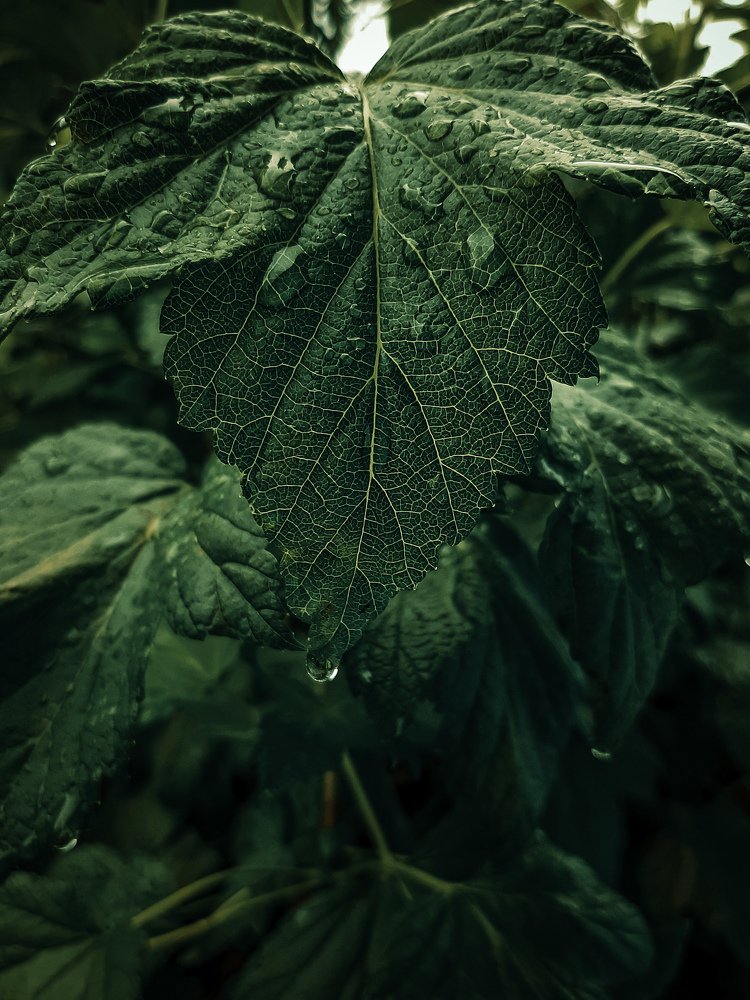 Photograph by Дарья Довгаль