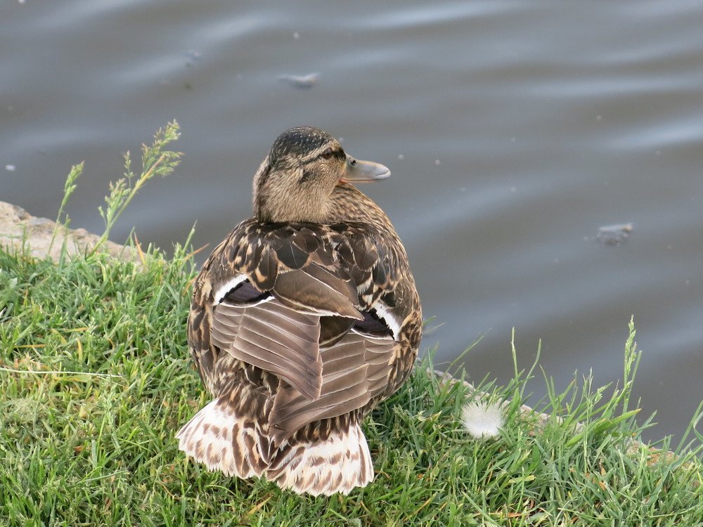 Photograph by ЭЛЬМИРА  ИСМАИЛОВА