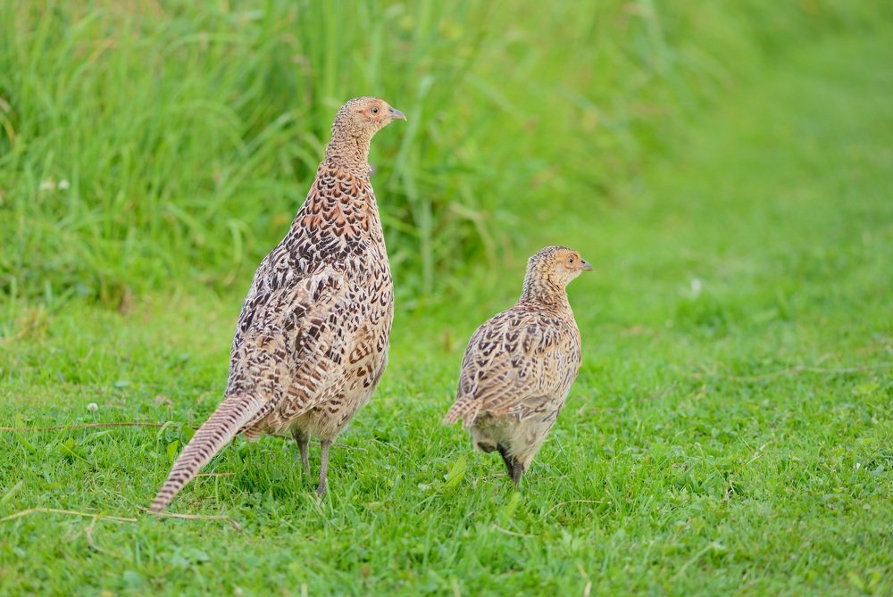 Photograph by ruurd visser