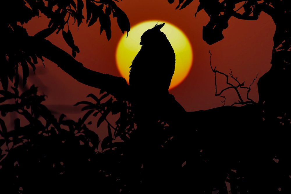 THE SRILANKAN DEVIL BIRD