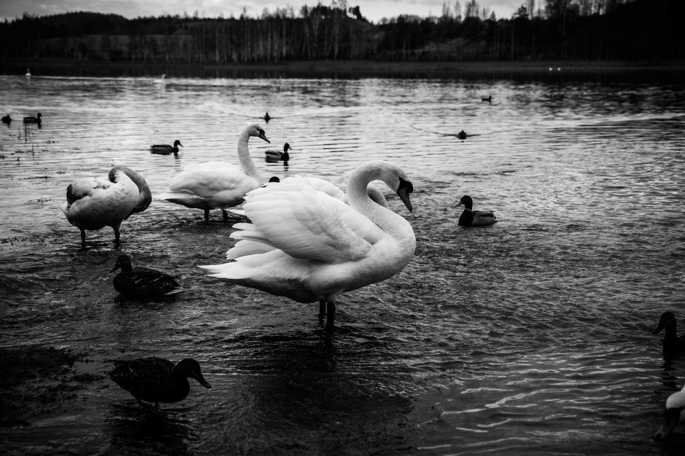 Photograph by Александра Кострома