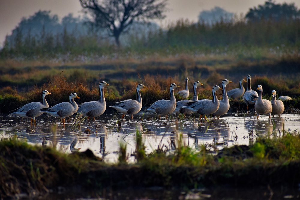 Photograph by Shiva Killamsetty