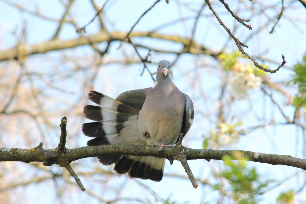 Wild pigeon fitness