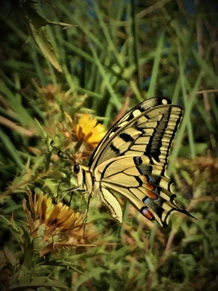 Фотография автора Maurizio Ruggiero