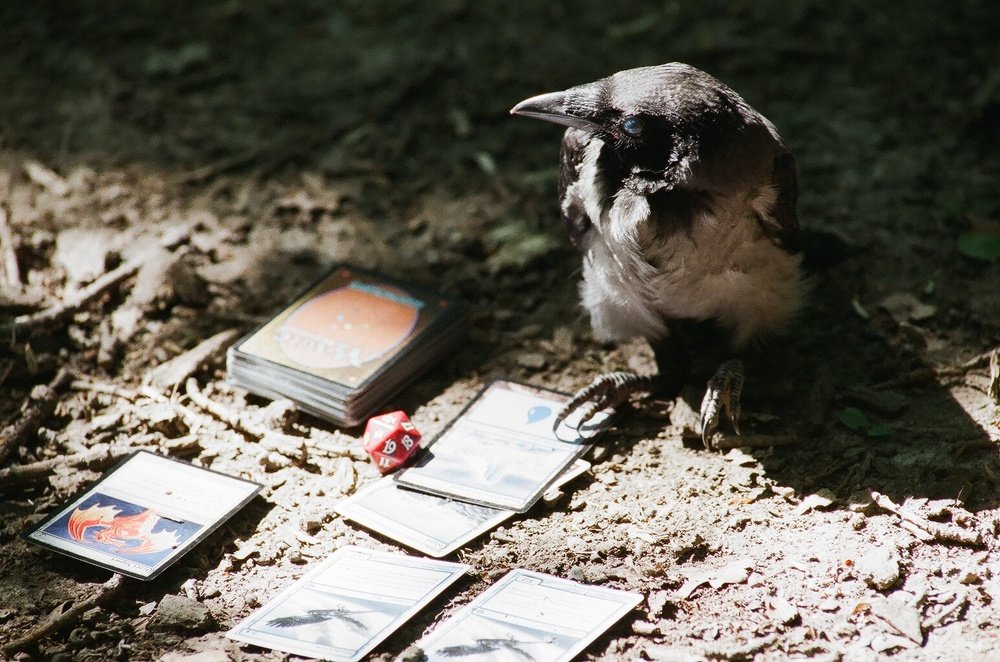 Storm Crow play Magic the Gathering