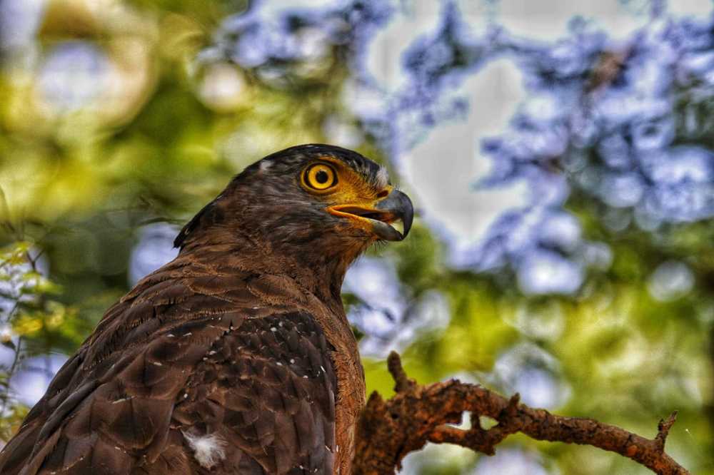 Photograph by Alok Jain