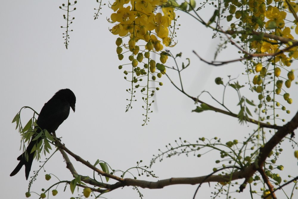 Photograph by Alok Jain