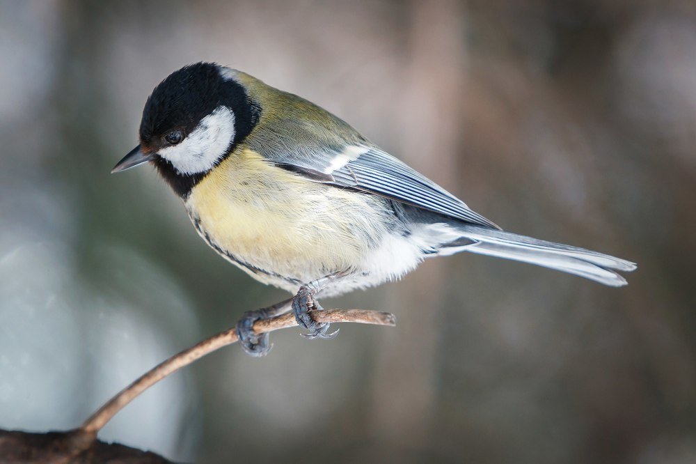 Photograph by Владимир Салапонов