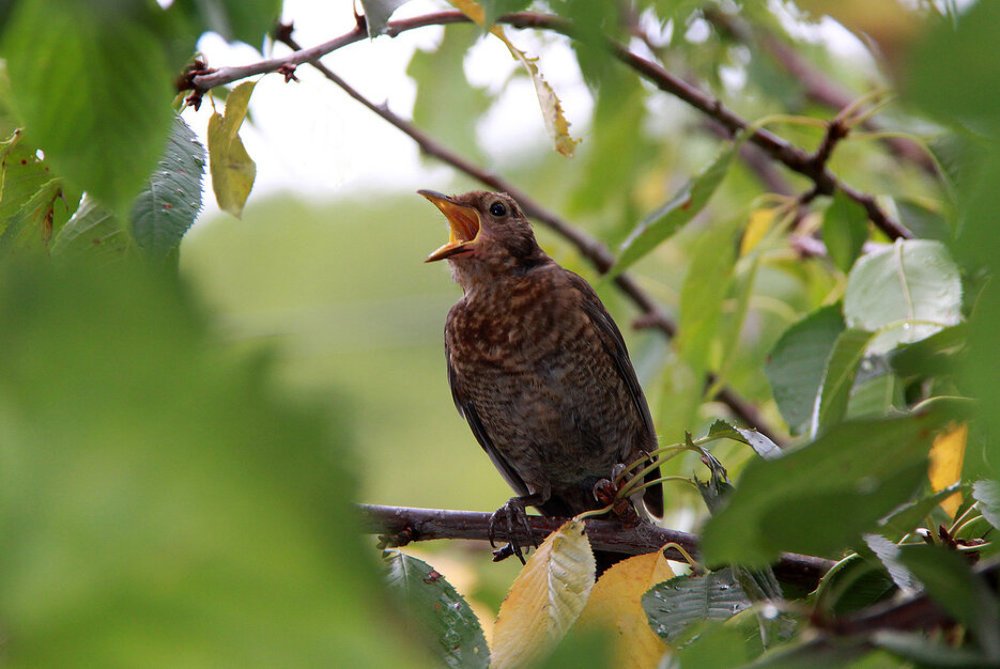 Photograph by Сергей Покладов