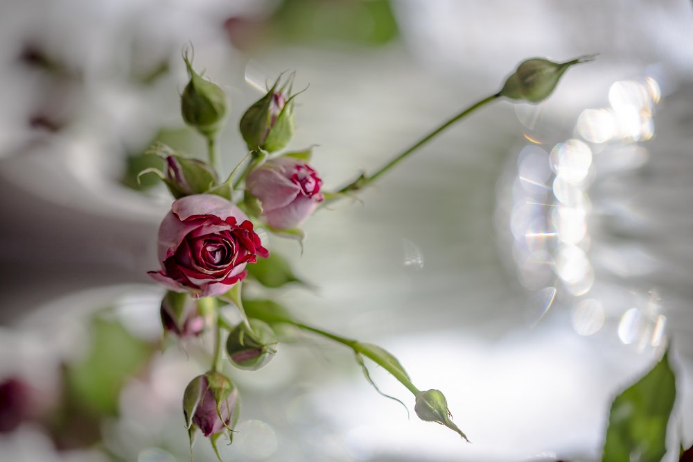 Photograph by Katja Sen