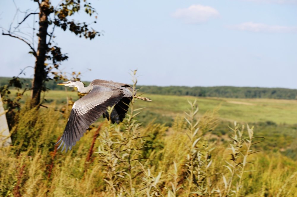 Дальневосточная серая цапля