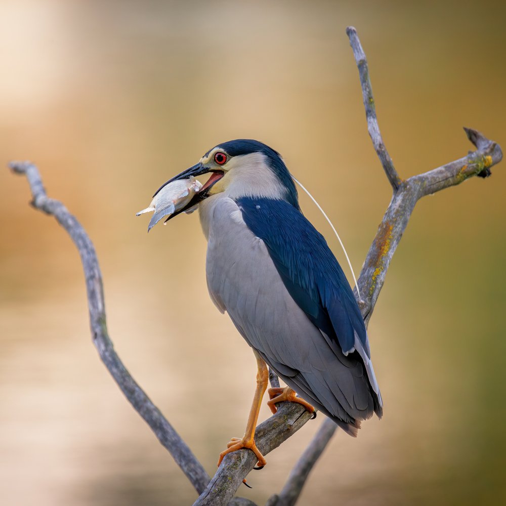 Удачная рыбалка