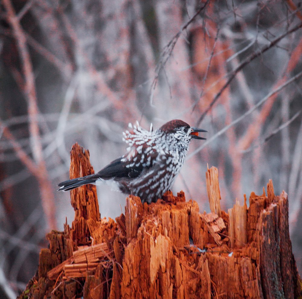 Photograph by Сигида Дмитрий