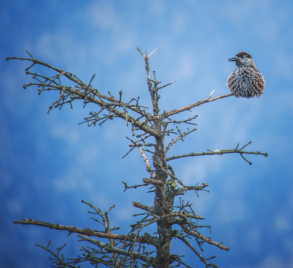 Photograph by Сигида Дмитрий