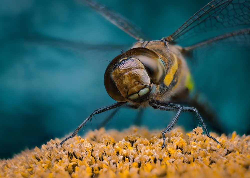 Photograph by Юрьевич Юрий