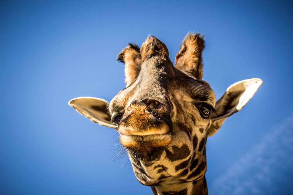 Photograph by Radoslav Strestik