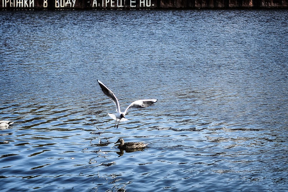 Photograph by Cергей Землянский