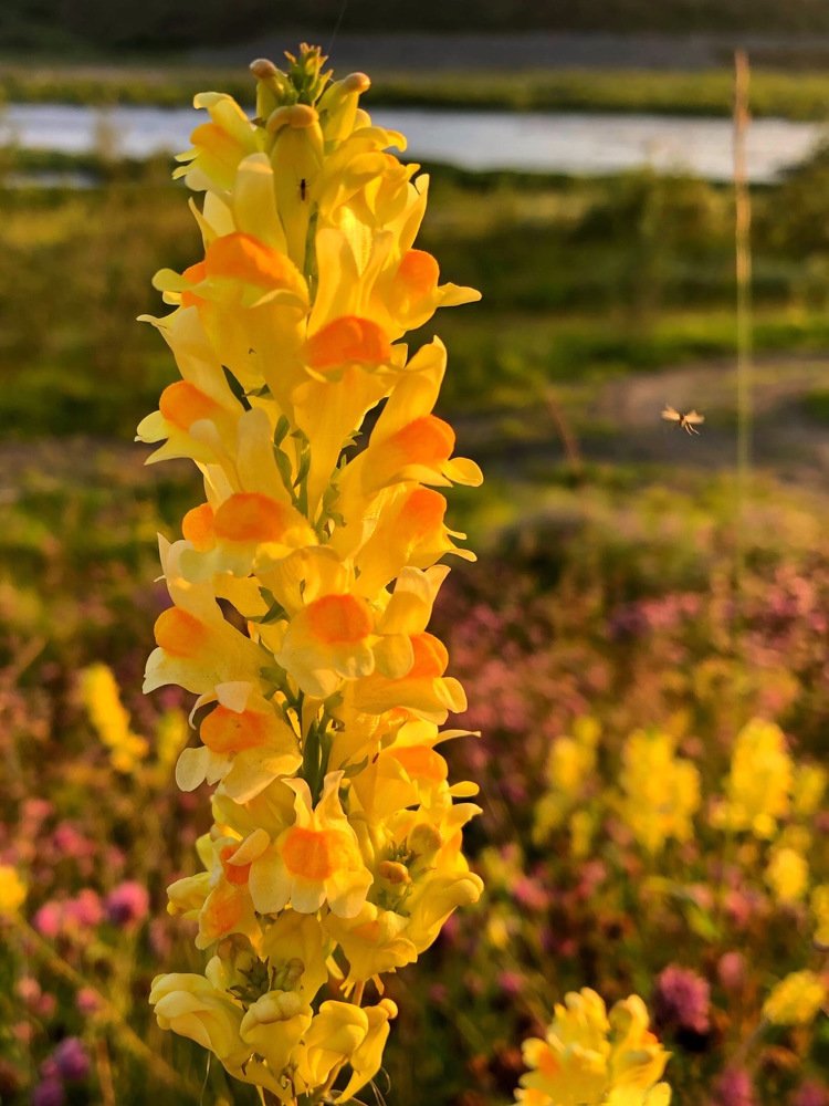 Sunny flower