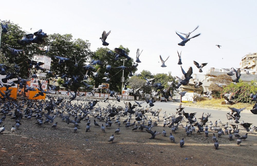 Фотография автора Pranay Shah