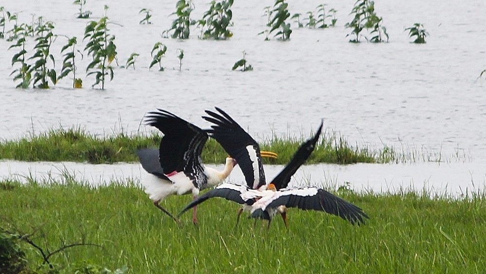 Фотография автора Pranay Shah