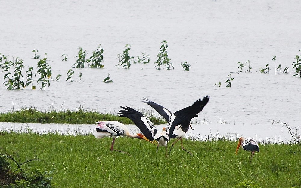 Фотография автора Pranay Shah