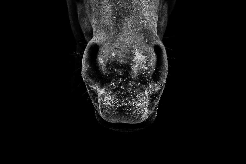 All you need is Horses