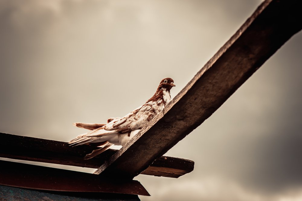 Photograph by Руслан Абдрашитов