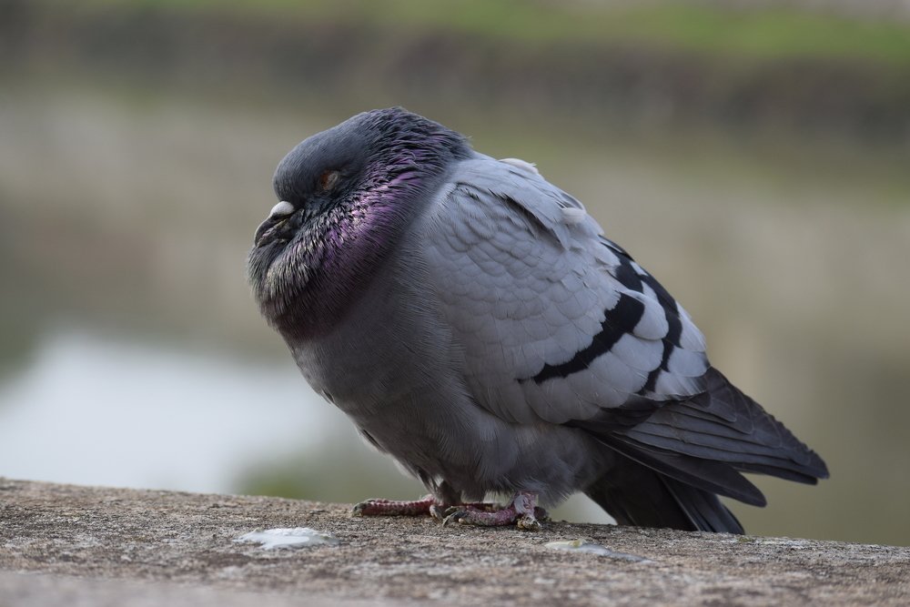 Photograph by Galina Leskova