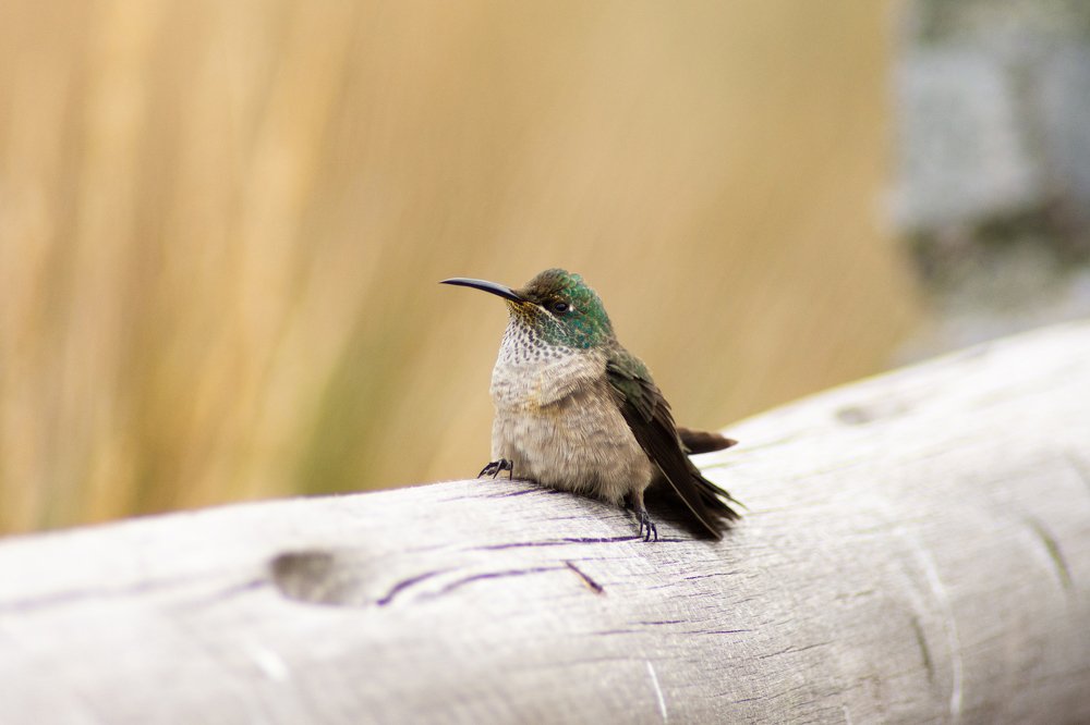 Photograph by Ángel Solórzano